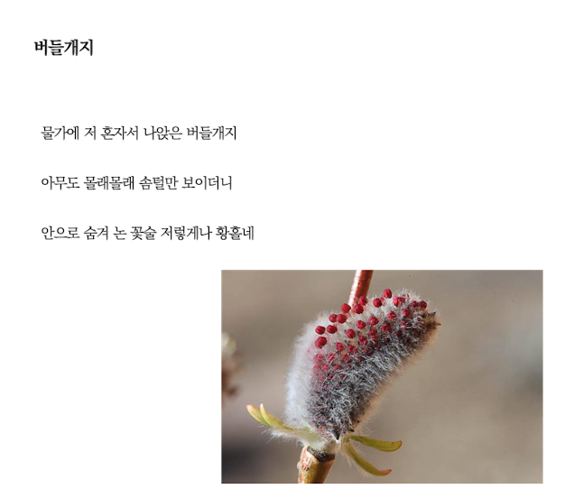 버들개지.png