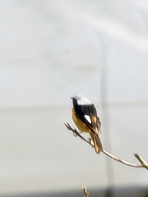 _MG_5594.JPG
