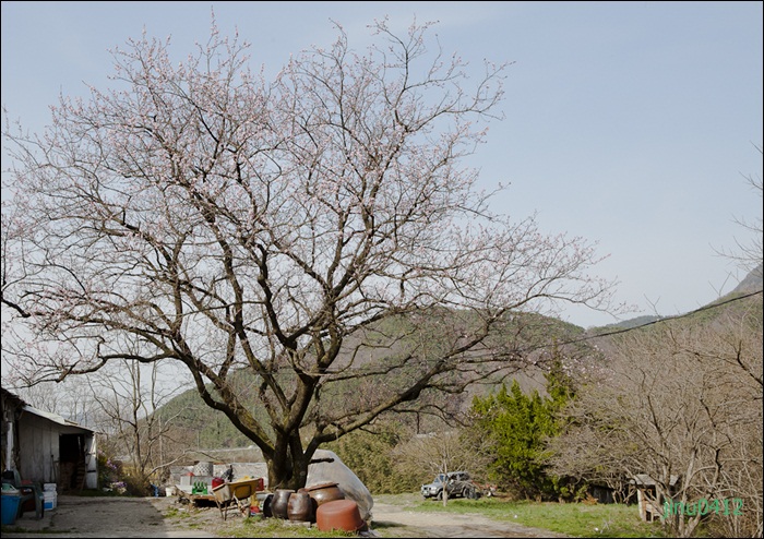 살구꽃집-3649.jpg