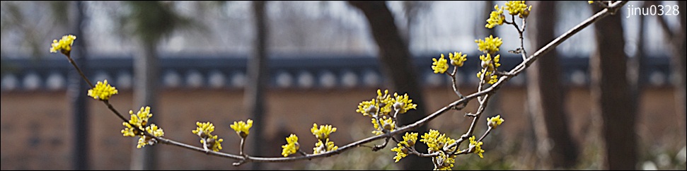 산수유-3239.jpg