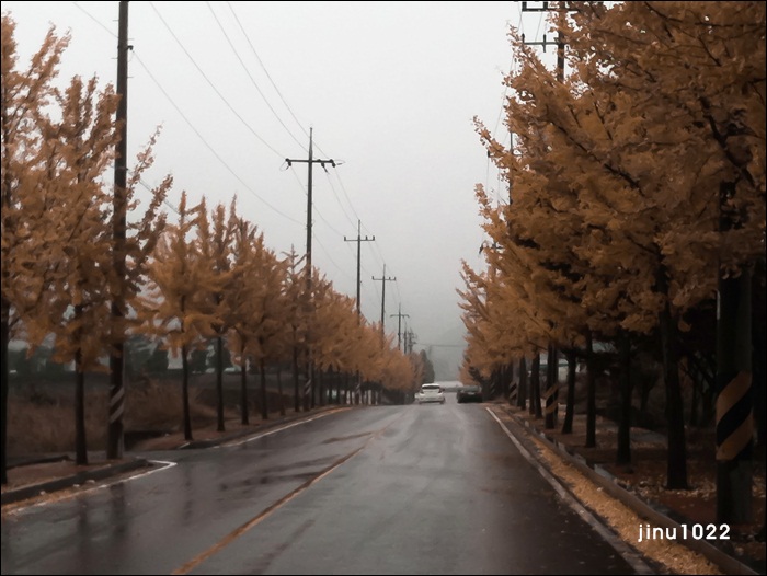 은행잎-1208.jpg