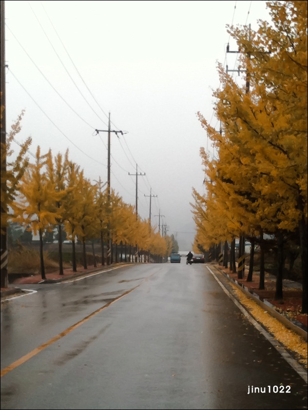 은행잎1-1205.jpg