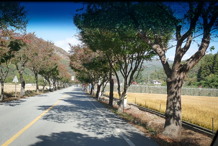 백양길-1120330.jpg