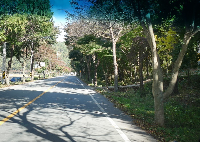 백양길-1120331.jpg