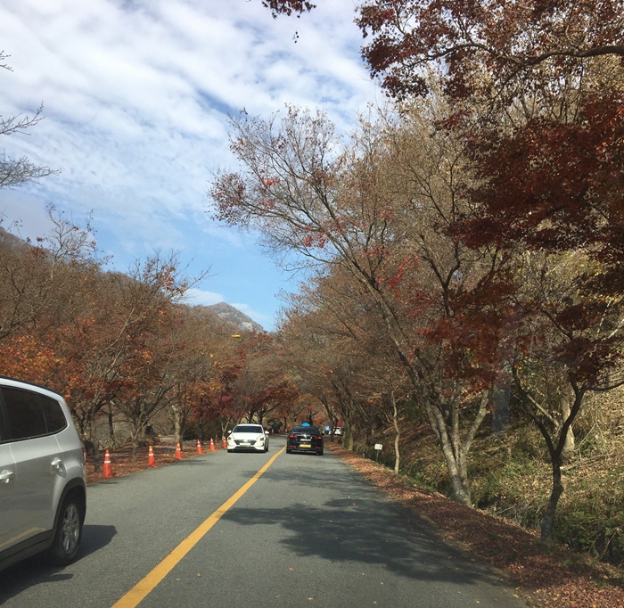 20201015백양단풍-1617.jpg
