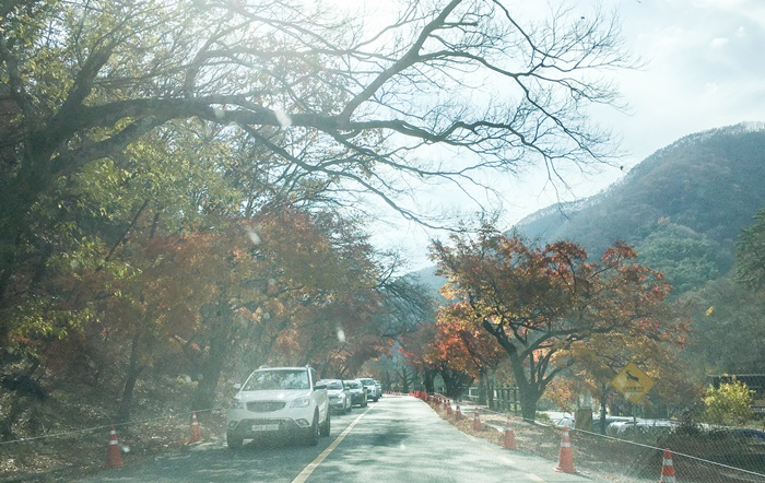 20201015백양단풍-1622.jpg