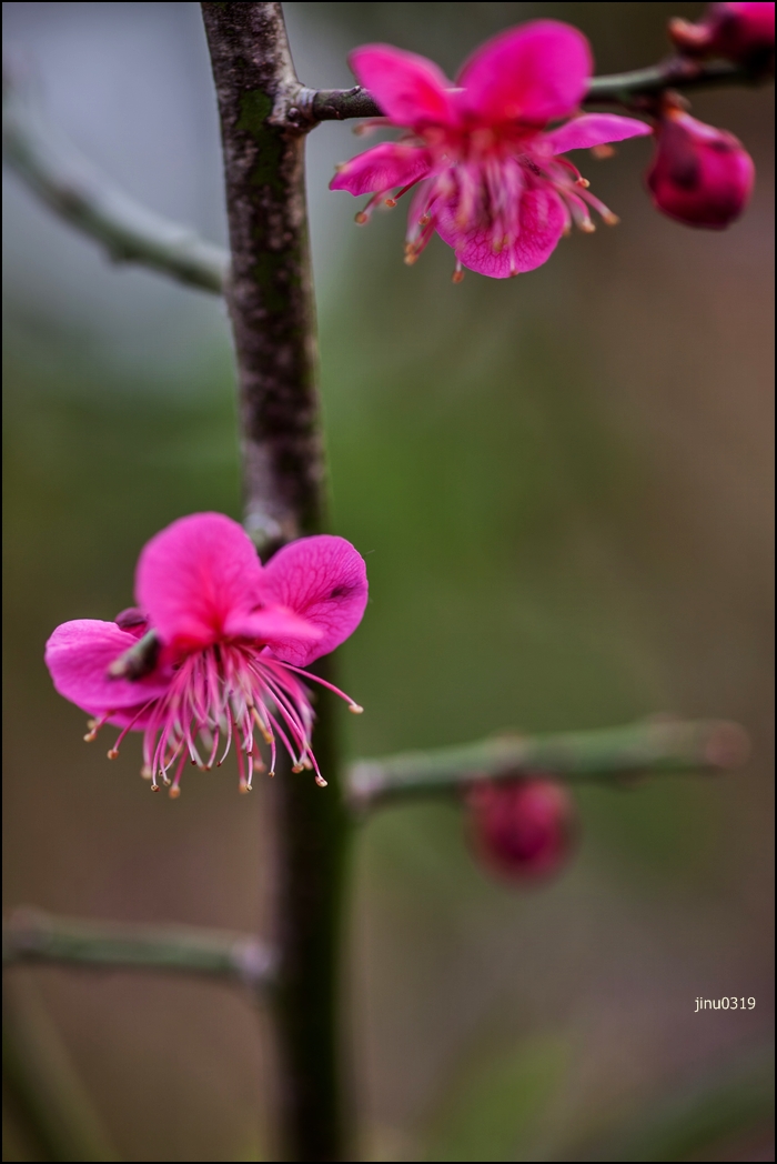 수탉-1-10.jpg