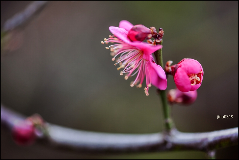 수탉-1-11.jpg