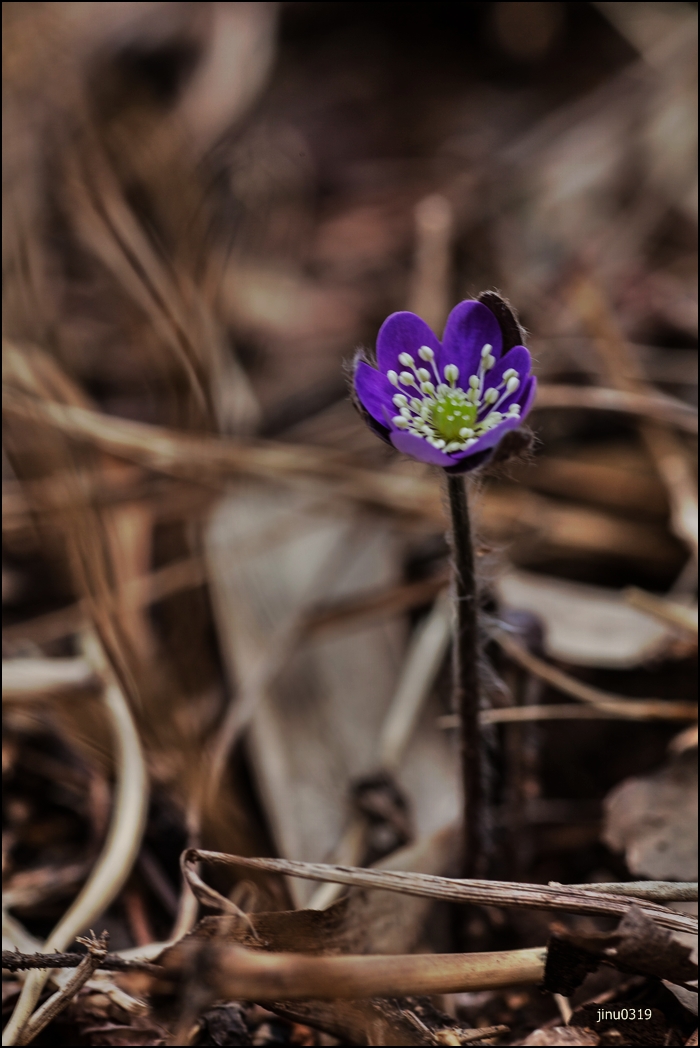 수탉-1-20.jpg