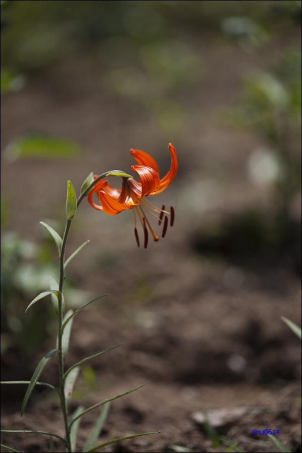 털중나리-5178.jpg