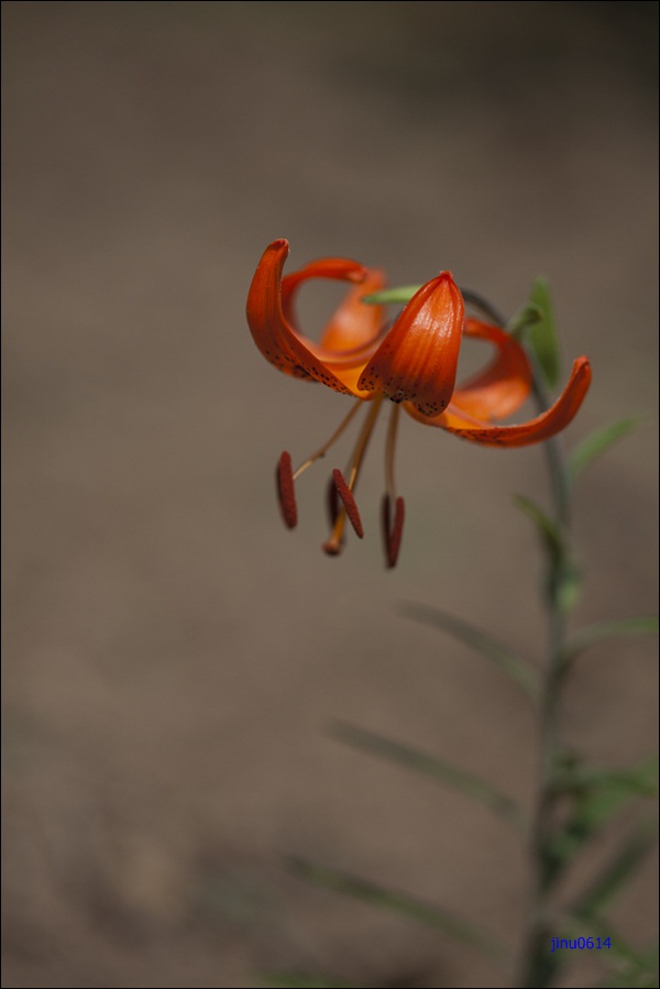 털중나리-5177.jpg