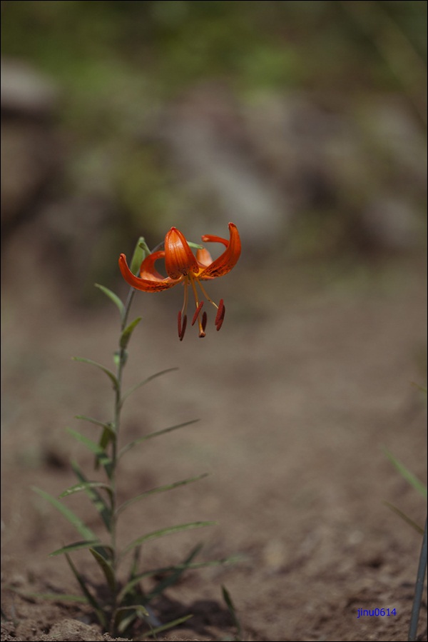 털중나리-5175.jpg