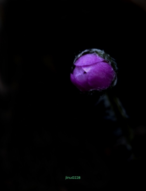 _MG_4853.jpg
