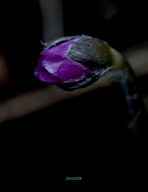 _MG_4854.jpg