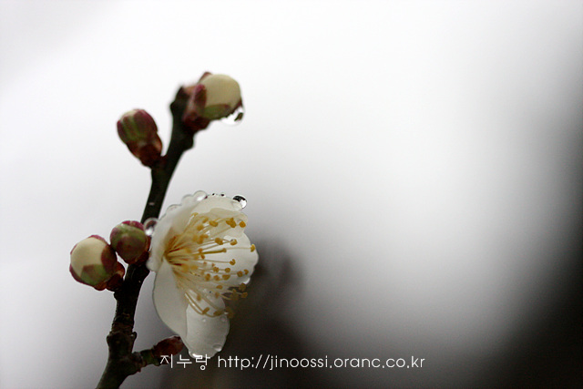 IMG_7971.jpg