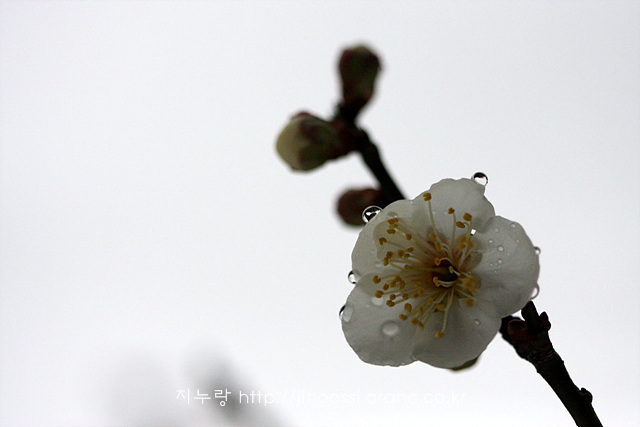 IMG_7975.jpg