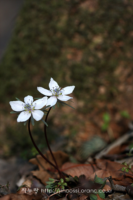 IMG_7995.jpg