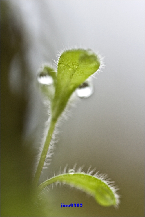 _MG_4972.jpg