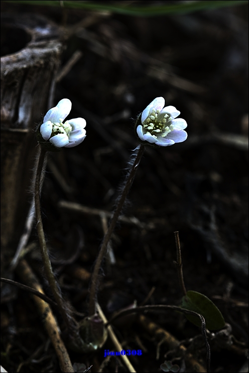 _MG_5005.jpg