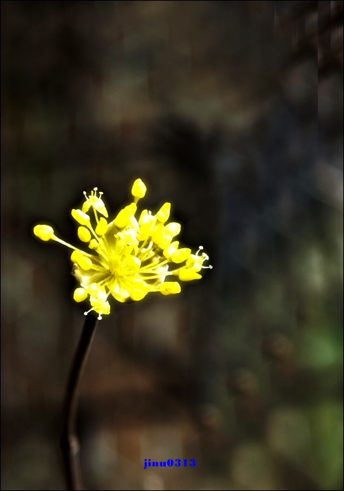 _MG_5154.jpg