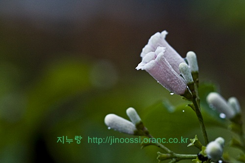 IMG_2491.jpg