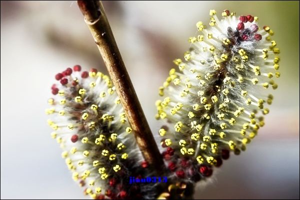 _MG_5162.jpg