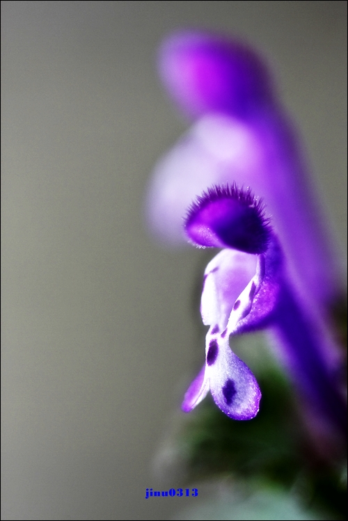 _MG_5169.jpg