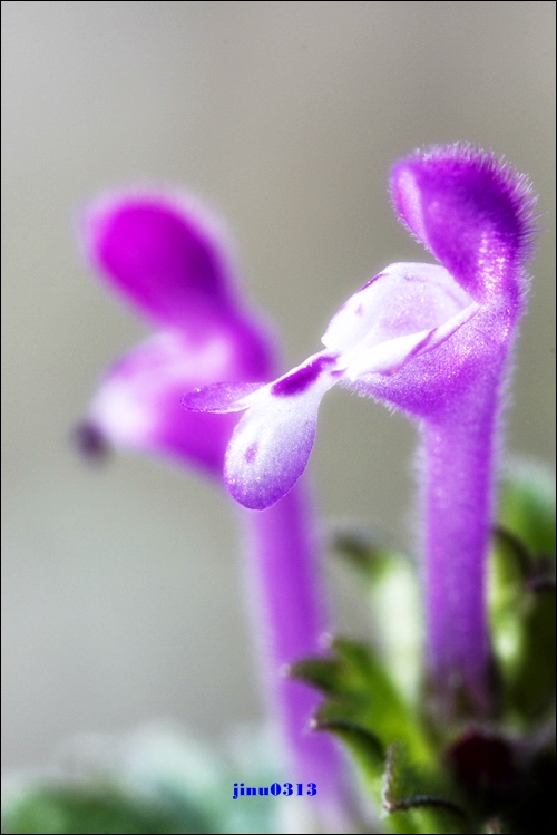 _MG_5173.jpg