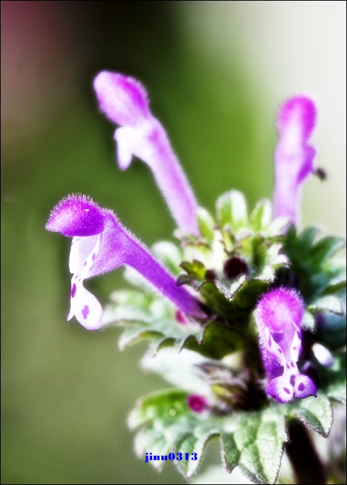 _MG_5182.jpg