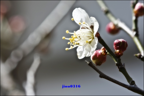 _MG_5240.jpg