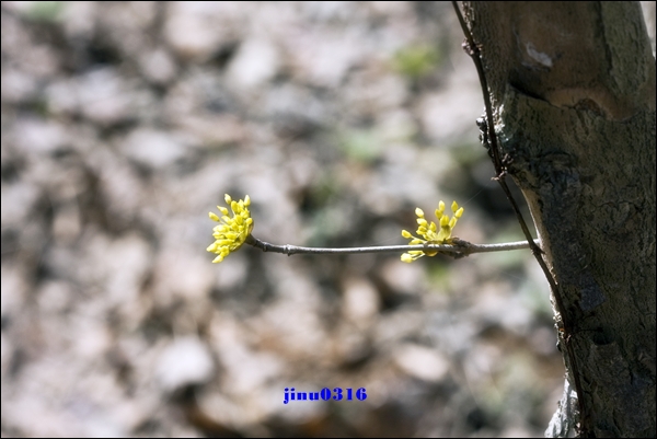 _MG_5249.jpg