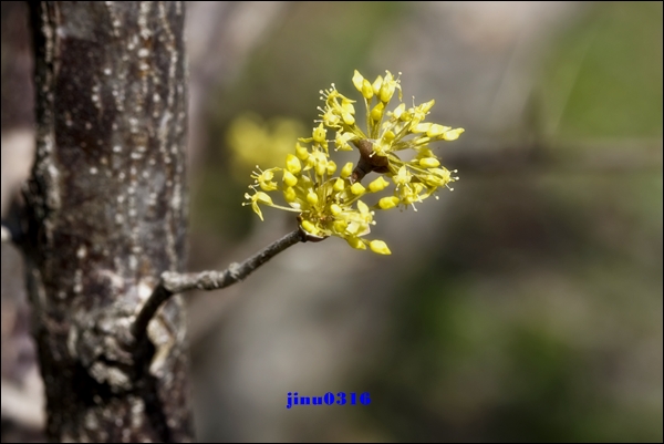 _MG_5258.jpg