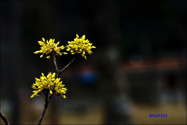 _MG_5319.jpg