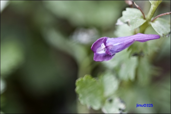 _MG_5376.JPG