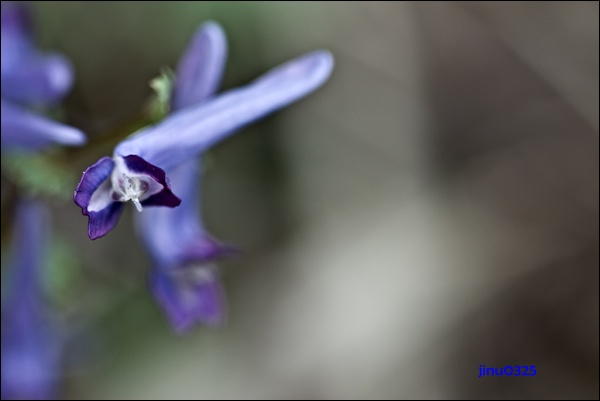 _MG_5377.JPG