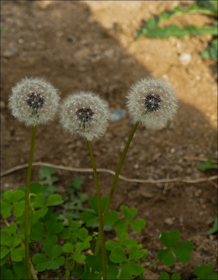 들레씨앗-1080435.jpg