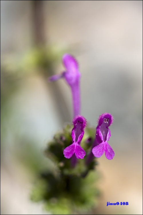 _MG_5475.JPG