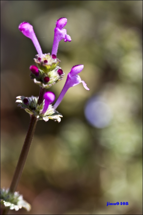 _MG_5476.JPG