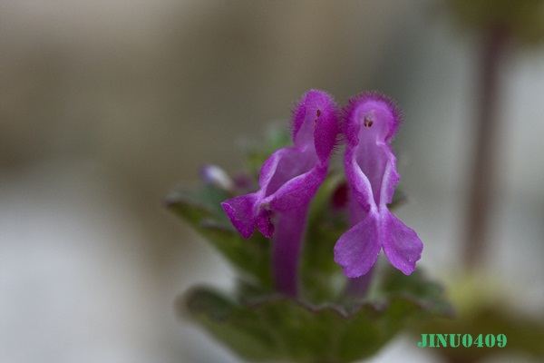 _MG_5505.JPG
