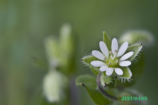 _MG_5508.JPG