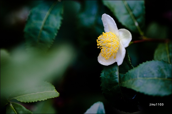 차꽃-2-6.jpg