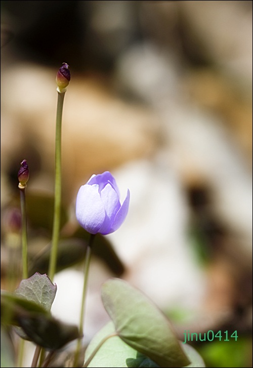 _MG_5675.JPG