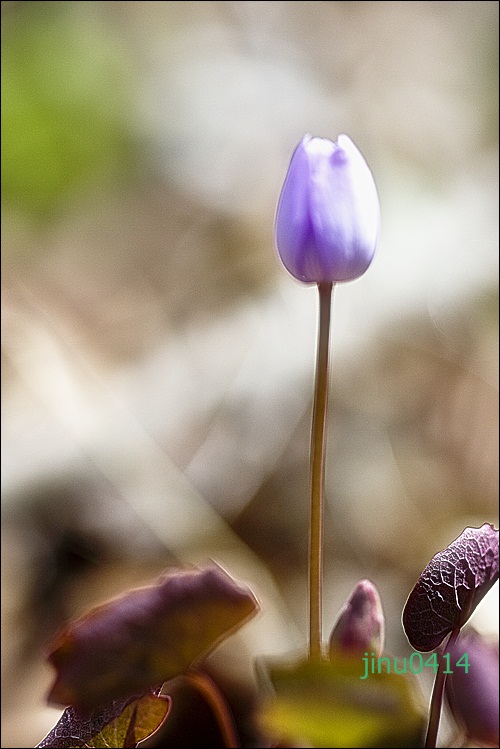 _MG_5685.JPG