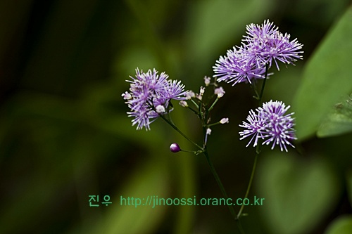 IMG_2844.jpg