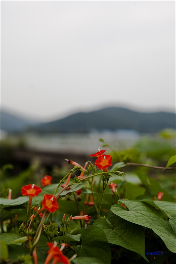둥근잎유홍초6-9590.jpg