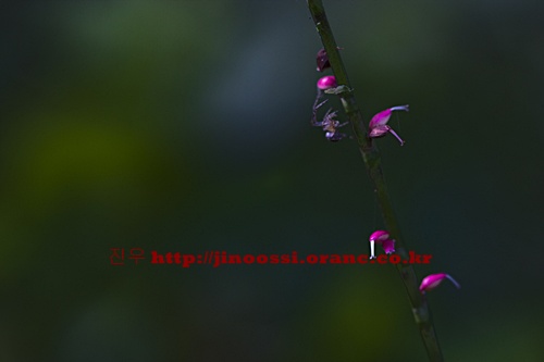 IMG_2915.jpg