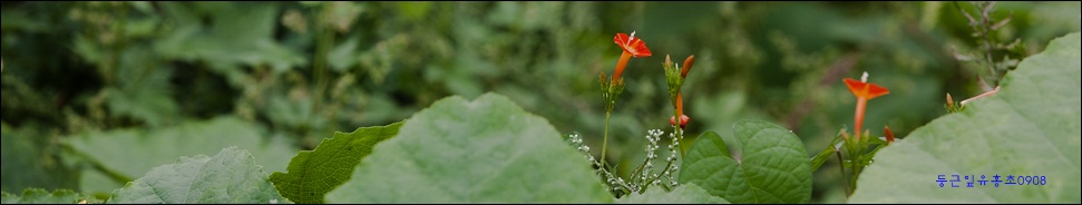 둥근잎유홍초배경-9611.jpg
