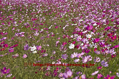 IMG_2938.jpg
