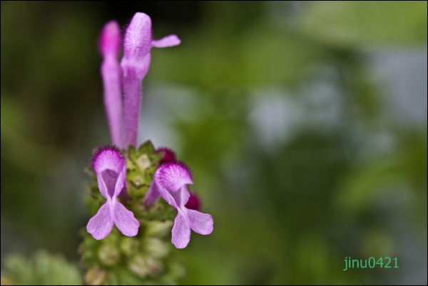 _MG_5754.JPG