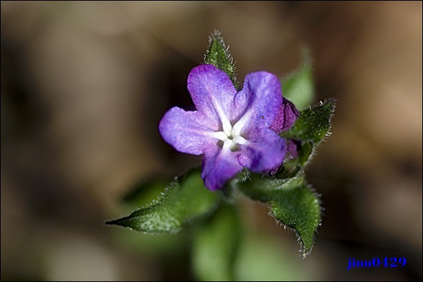 _MG_5928.JPG
